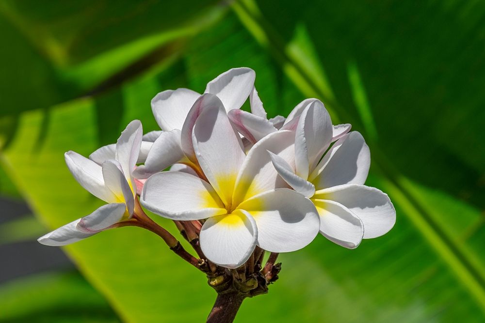 White Plumeria